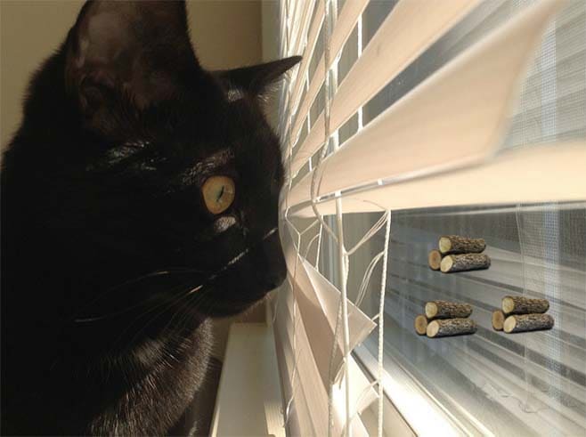 cat peeking through windowblinds staring at logs