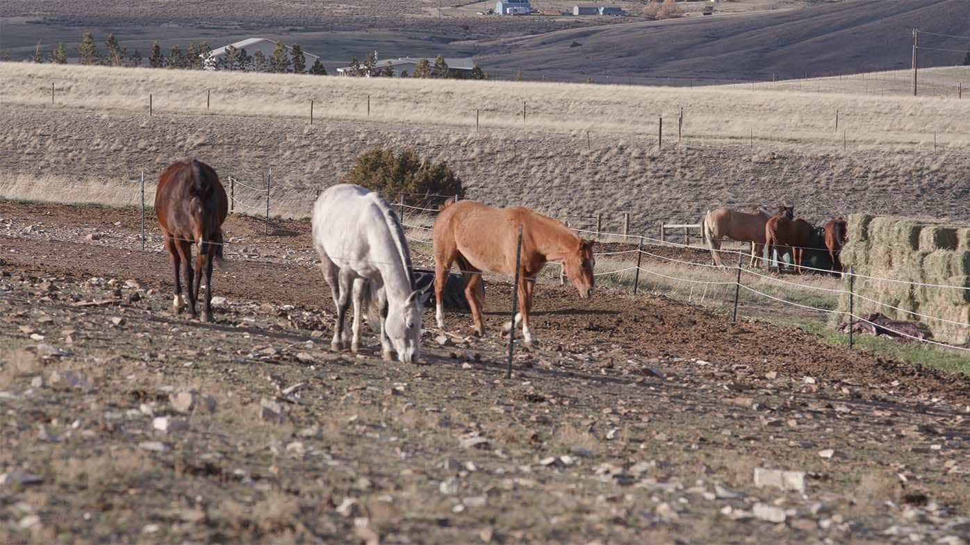 Montana horses