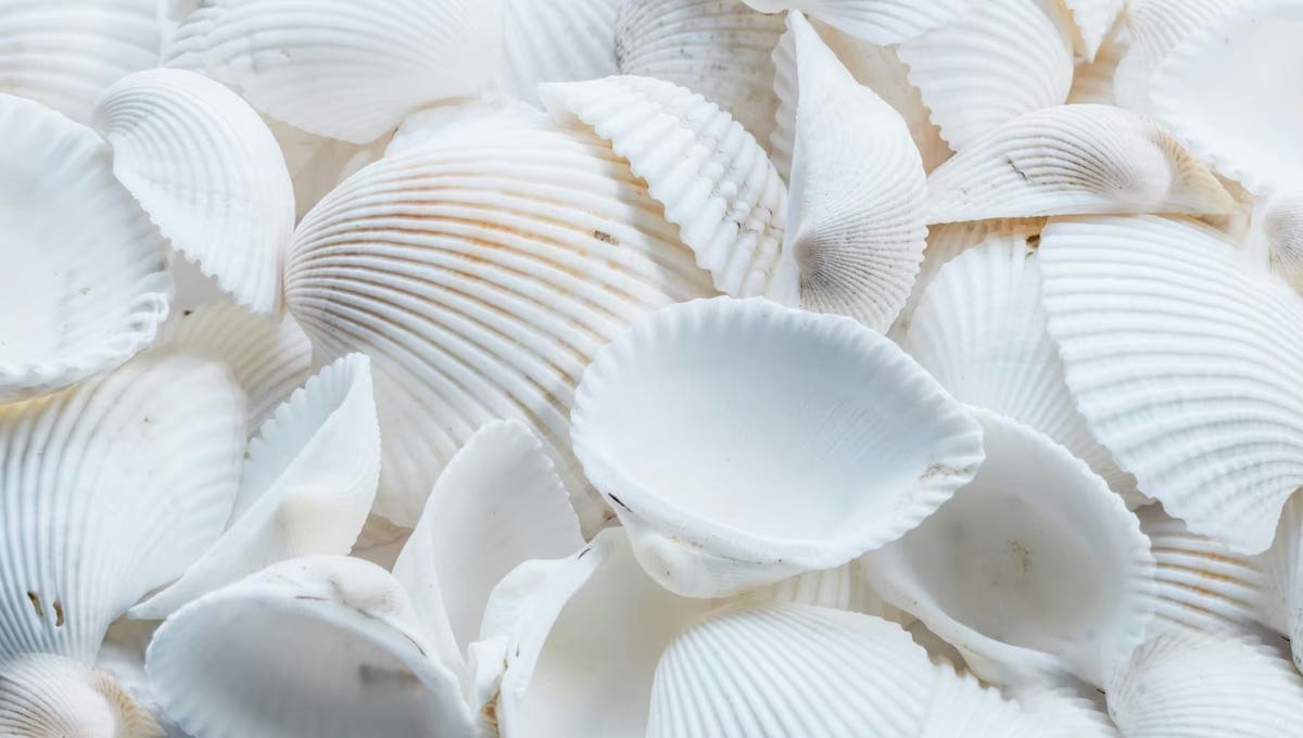 Introducing ShellSweepPlus: Open-Source Web Shell Detection | Splunk