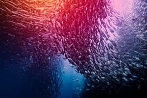 Le rapport État de l’observabilité en 2026 révèle comment les leaders rétablissent la prévisibilité à l’ère agentique