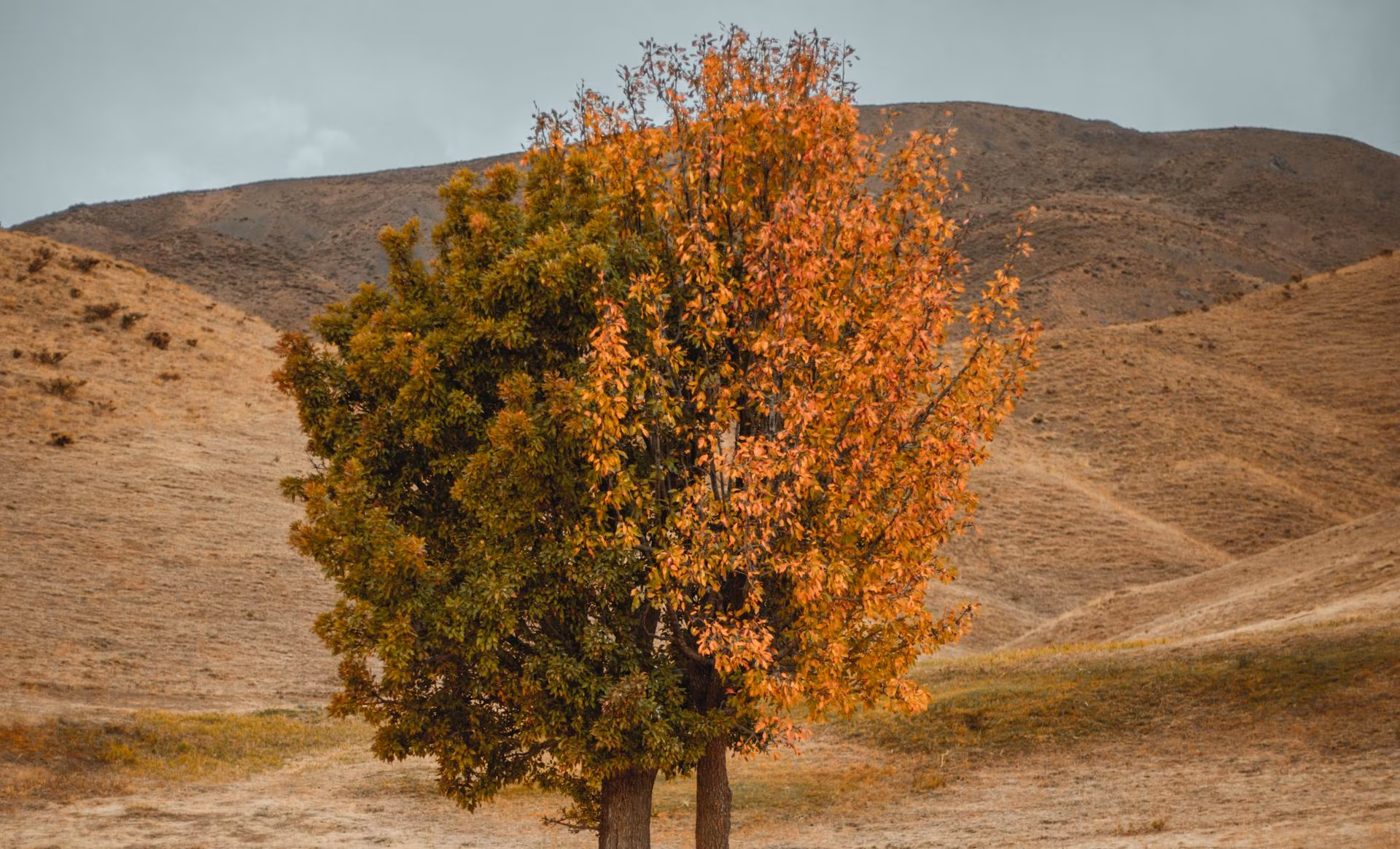 Fusion Teams: What Are They?