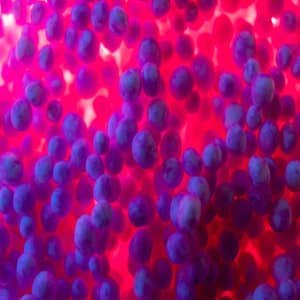 CISA Top Malware Summary